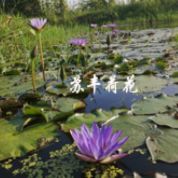 美麗鄉村荷花種植項目，美麗鄉村睡蓮種植項目展示