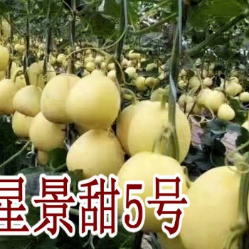 景甜5號甜瓜苗-口感好，產量佳，二茬瓜足足有一斤重！
