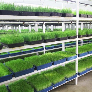 益康園種植芽苗菜的市場前景怎樣