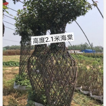 紫薇花瓶海棠花瓶綠植苗木造型編織適合公園景區(qū)綠化