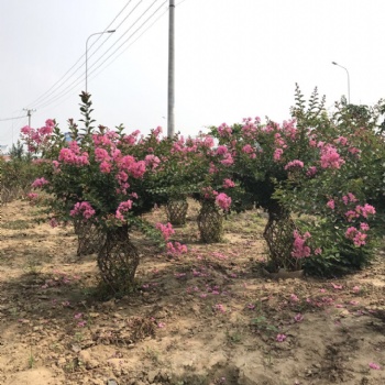 方城縣開遠園藝桂花花瓶成品