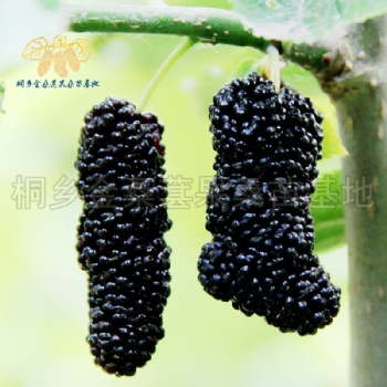 無籽大十果桑苗批發(fā)價格低優(yōu)質(zhì)嫁接桑葚果樹苗基地