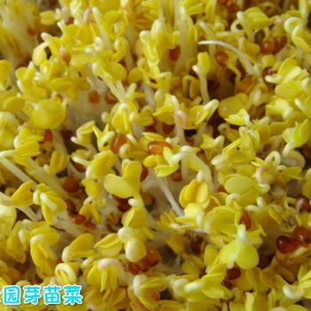 益康園芽苗菜種植賺不賺錢