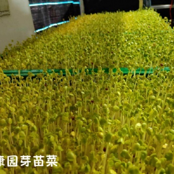 益康園芽苗菜的種類有na些