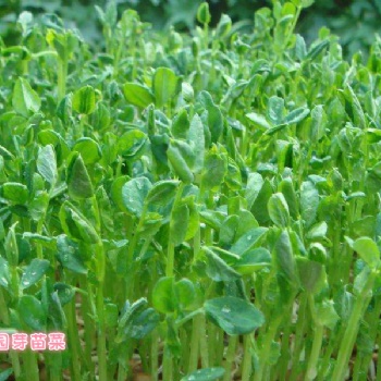 益康園芽苗菜的項目優勢
