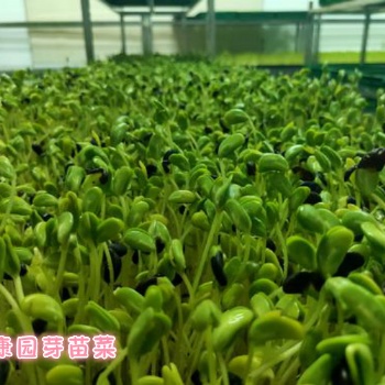 加盟芽苗菜需要注意事項