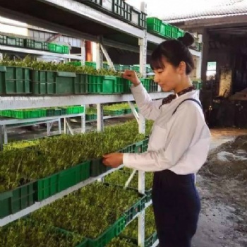益康園富氧有機芽苗菜種植基地親授技術