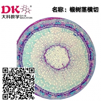 椴樹莖橫切生物切片顯微鏡生物玻片河南大科