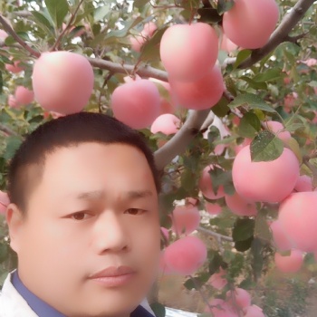 紅肉蘋果苗，魯麗蘋果苗，黃金維納斯蘋果苗，響富蘋果苗