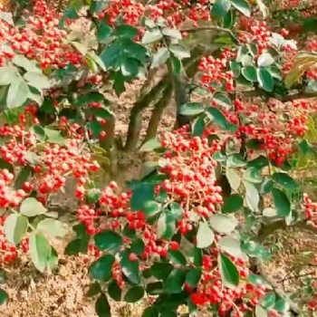 大紅袍花椒苗，花椒苗，批發(fā)花椒苗，花椒苗價(jià)格，臨沂花椒苗