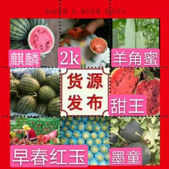 山東濰坊早春紅玉西瓜產地大量供應