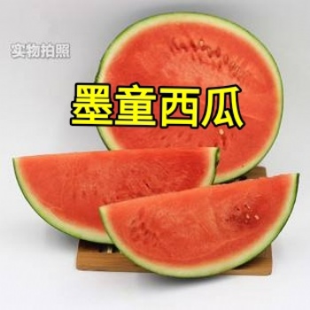 萬畝墨童無籽西瓜大棚種植產地供應