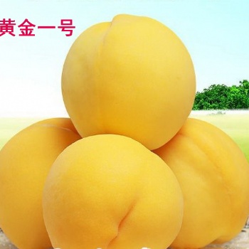 黃桃之鄉(xiāng)供應(yīng)黃桃鮮桃蜜桃