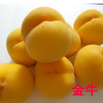 中國黃桃之鄉供應新品種黃桃樹苗