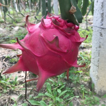 蜜玄龍火龍果苗耐高溫度品種果大色澤靚