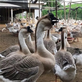 獅頭鵝鵝苗價格正宗獅頭鵝苗出售養1000只獅頭鵝利潤