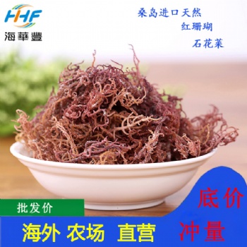 批發進口龍須菜麒麟菜海石花鹿角菜