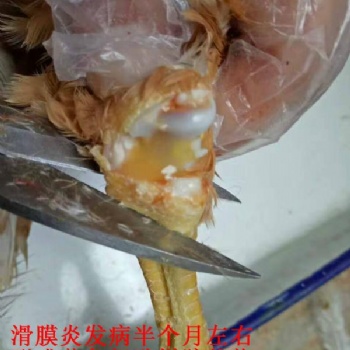 支囊凈方案-蛋雞滑液囊支原體的藥