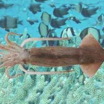 進口秘魯海鮮報關行找青島專門的公司