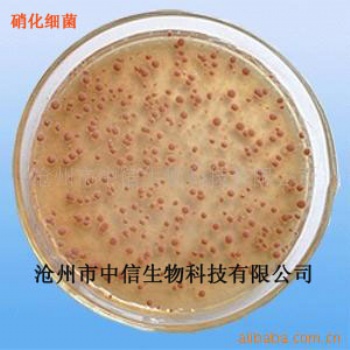 硝化細(xì)菌/降解亞硝酸鹽、氨、氮/添加劑