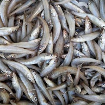 厄瓜多爾沙丁魚進口報關一定準備好這些資料