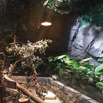 四川室內動物園景觀的設計及制作