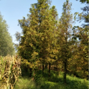 10公分落羽杉價格/落羽杉基地