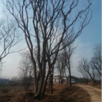 10公分樸樹價格/樸樹基地信息