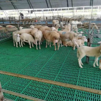 不傷羊蹄塑料羊糞板養(yǎng)羊漏糞板塑料羊鋪板網(wǎng)床