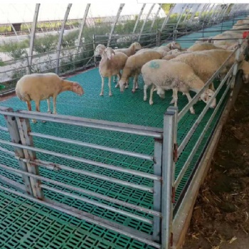 高架羊床漏糞板安裝好搭建塑料羊糞板羊鋪板規(guī)格