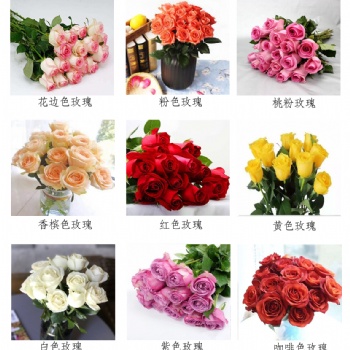 混色玫瑰鮮花批發云南昆明鮮花基地直發