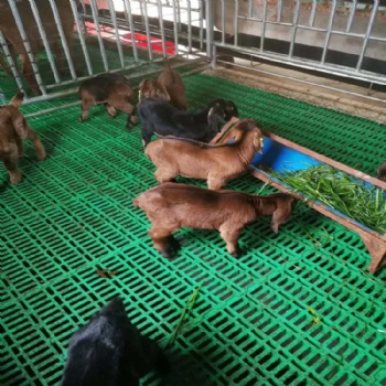 批發塑料羊糞板 綠色羊糞板圖片 安裝方便的塑料羊床網格