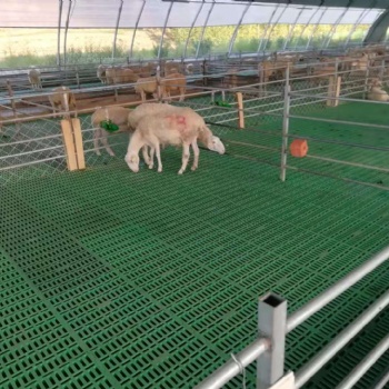 漏糞干凈的羊床 批發羊舍糞板價格 養羊漏糞網格