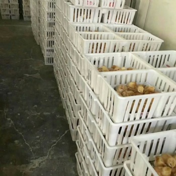 廠家現(xiàn)貨四格帶隔斷雞苗箱塑料雞苗筐雞苗鴨苗周轉(zhuǎn)箱圖片