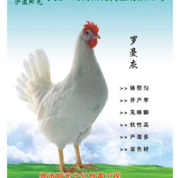 蛋雞羅曼灰的生產(chǎn)性能
