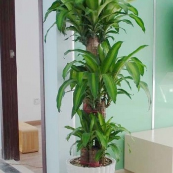 北京綠植花卉租擺公司