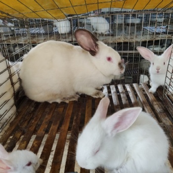 南寧大型養兔場周邊養兔出售種兔