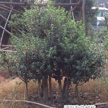 快來看看吧！造型狗骨樹|瀏陽狗骨樹基地降價找張總