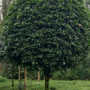 成都桂花樹 綠化喬木桂花樹 成都桂花基地批發 四川精品桂花基地