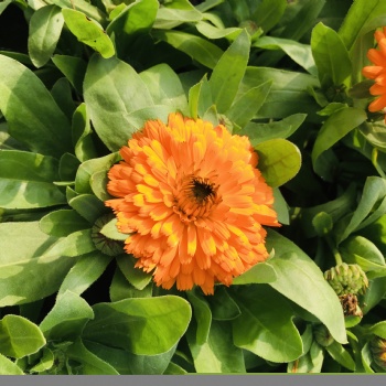 金盞菊 成都金盞菊批發 成都金盞菊基地
