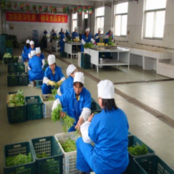 專業的蔬菜生鮮配送公司