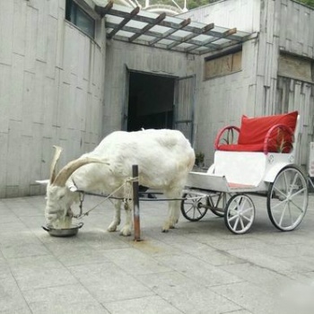 廣東中山羊拉車矮馬馬車南瓜馬車廠家直供價格優惠