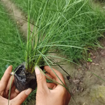 粉黛亂子草 成都粉黛亂子草基地 成都粉黛亂子草杯苗批發基地