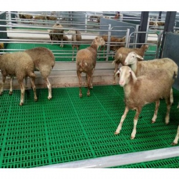 山羊塑料漏糞板 羊用漏糞床 塑料羊床