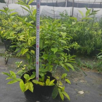 成都雙色茉莉基地 成都茉莉21杯杯苗批發價格 四川精品雙色茉莉現貨供應