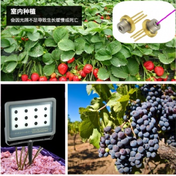 激光植物生長燈 植物補光燈 育苗、蔬菜、甜瓜補光燈