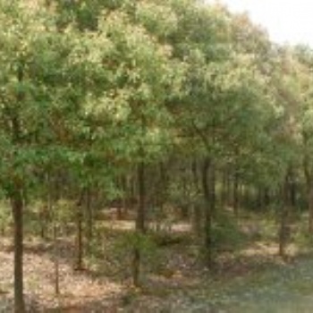 一年生香樟｜香樟苗圃｜香樟生產基地｜香樟供應