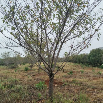 櫻花生產基地｜櫻花苗圃｜櫻花供應｜櫻花批發