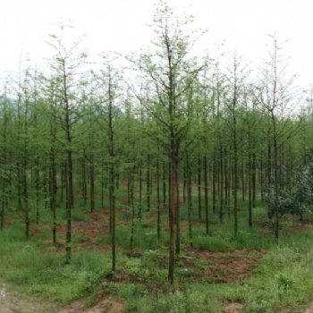 水杉報價｜水杉供應｜江西水杉生產基地｜水杉苗圃