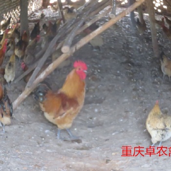 綦江地區(qū)烏皮紅羽土雞苗養(yǎng)殖市場(chǎng) 求購正宗的黑烏雞苗廠家